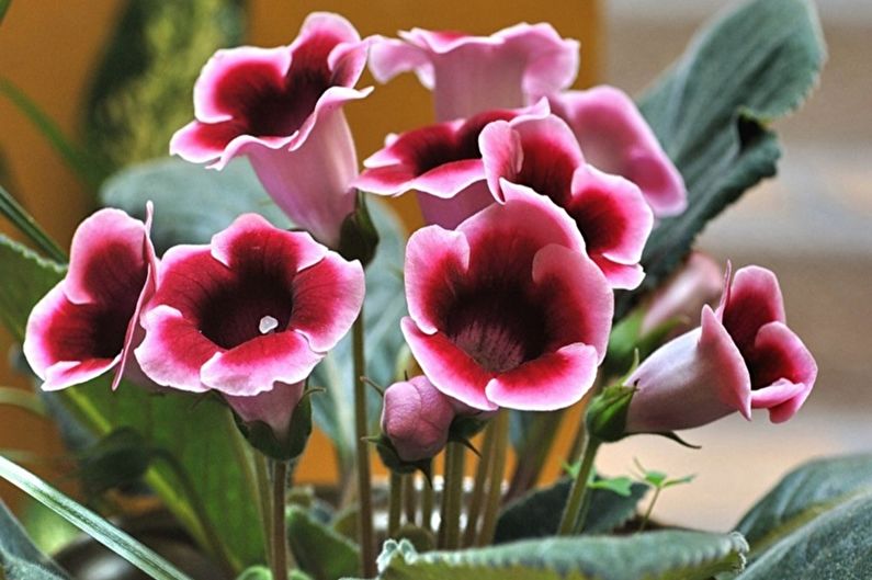 Gloxinia - nuotrauka