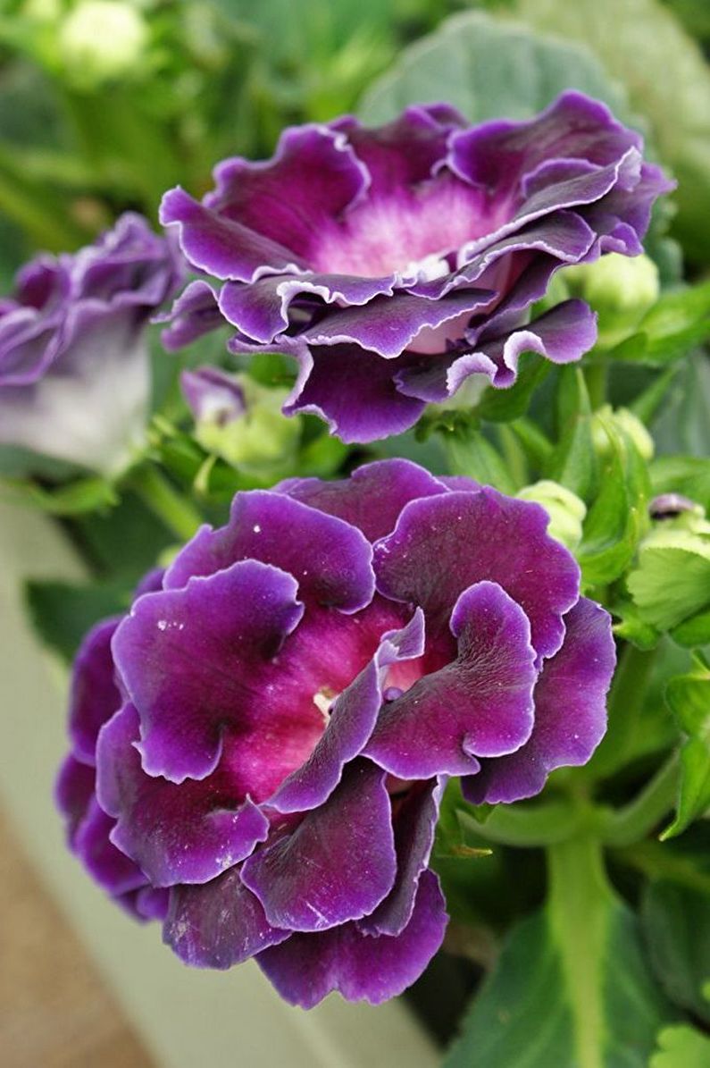 Gloxinia - الصورة