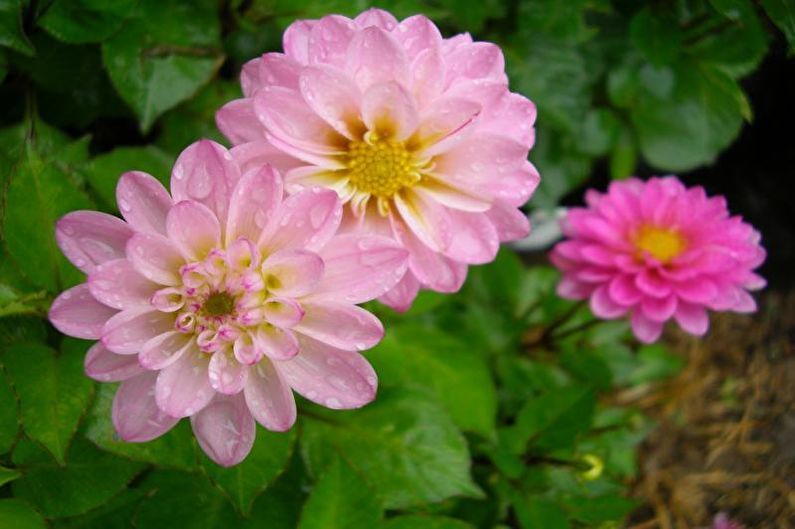 Dahlias sederhana