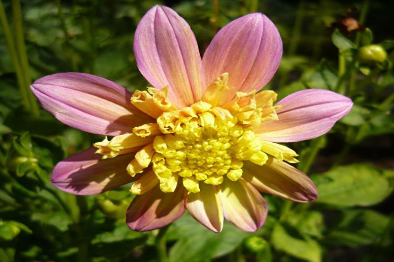 Anemone Dahlias