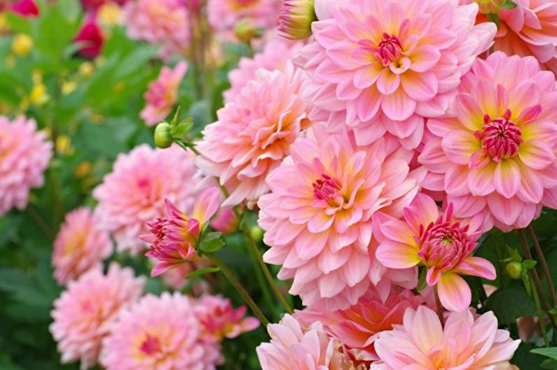 Apkaklēta Dahlia