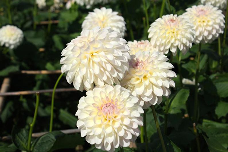 ดอกพีโอะนิ Dahlias