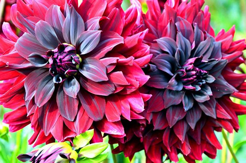 Dekoratif dahlias