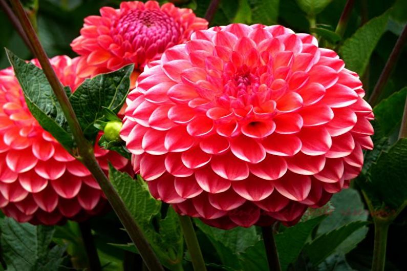 Bolvormige dahlia's