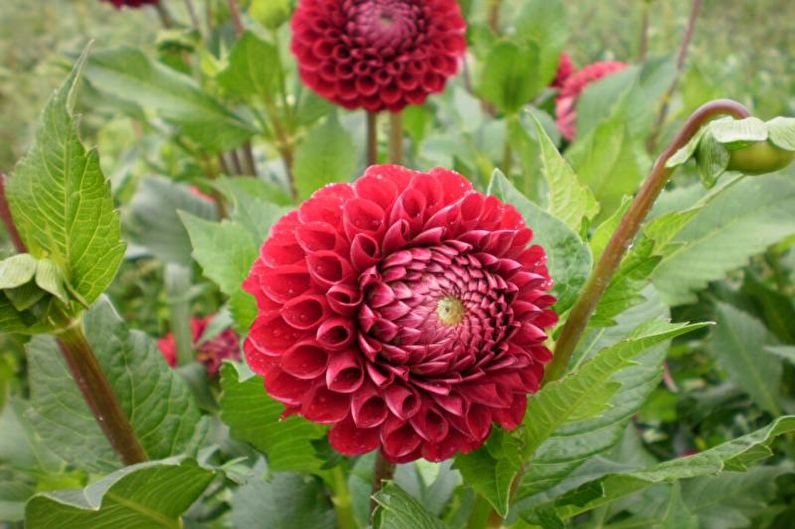 Dahlias à pompon