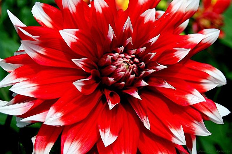 Một nửa xương rồng Dahlias