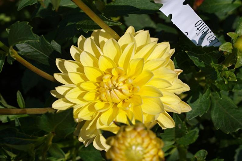 Nimfaei Dahlias