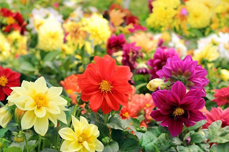 Gemengde dahlia's