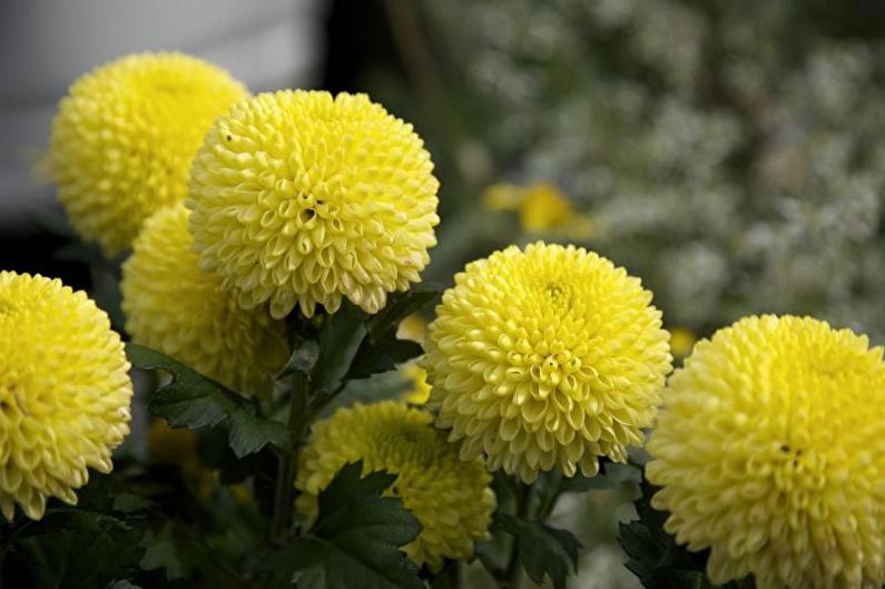 Dahlias - Floraison