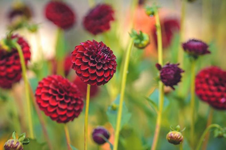 Dahlias - ra hoa