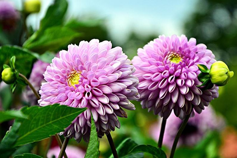 Dahlia Care