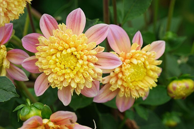 Dahlias - ảnh