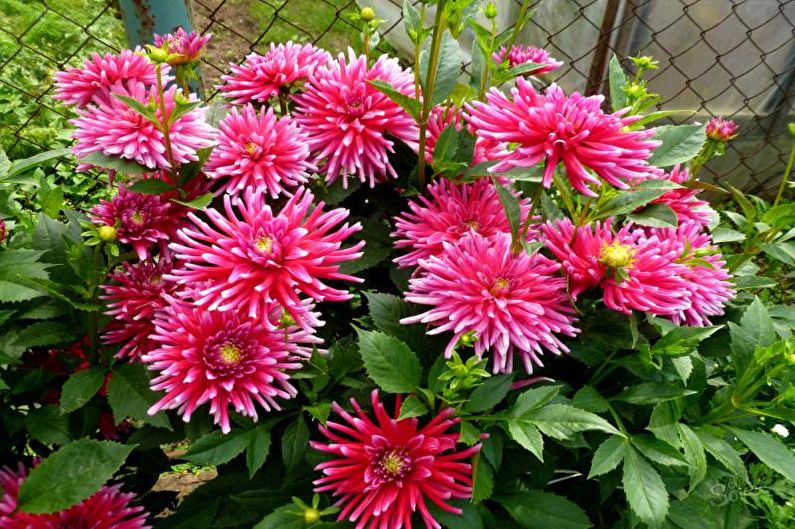 Dahlia's - foto