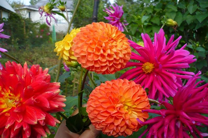 Dahlias - larawan