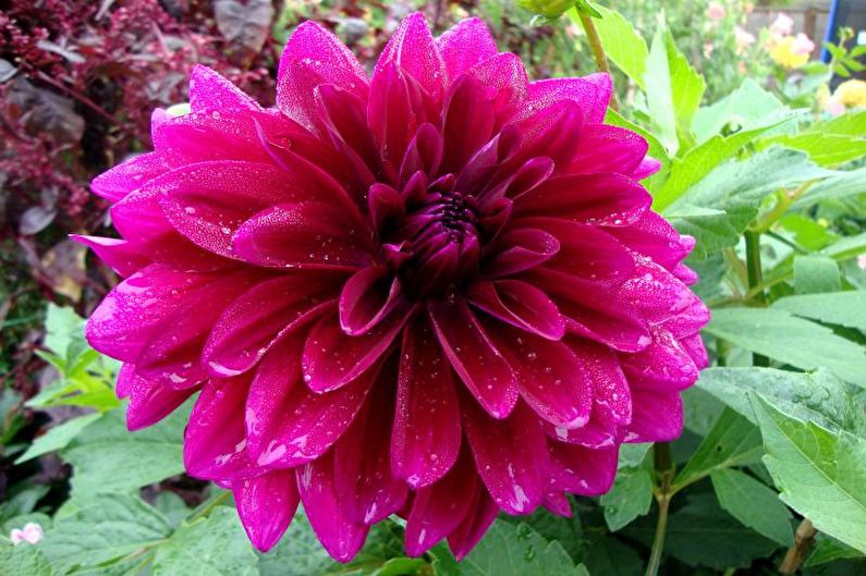 Dahlias - photo