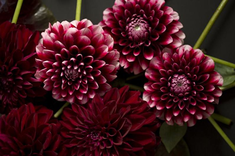 Dahlia's - foto