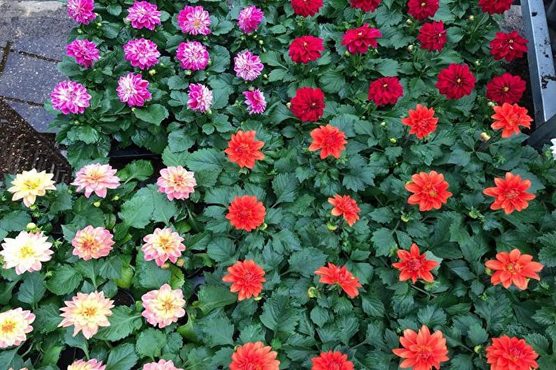 Dahlias - valokuva