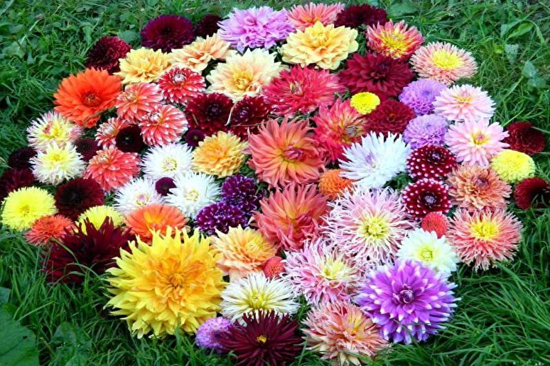 Dahlias - photo