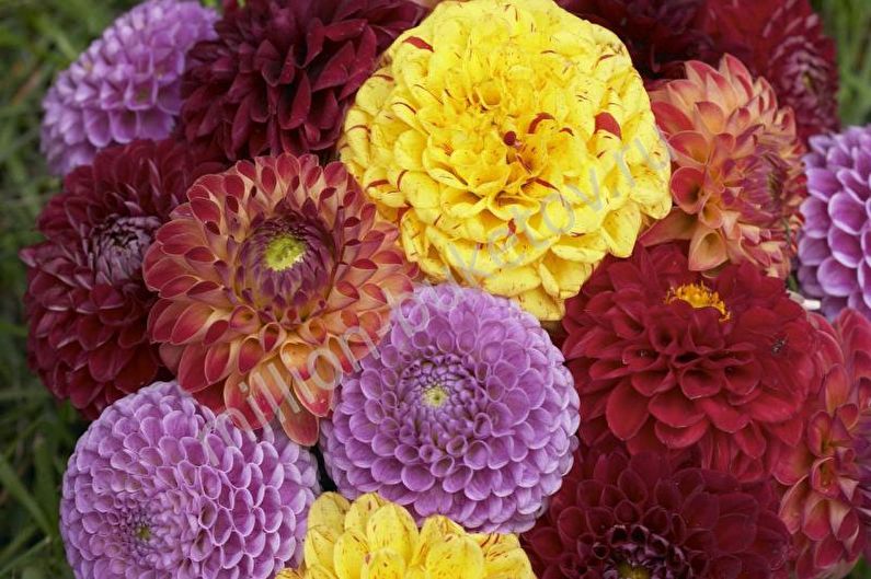 Dahlias - foto