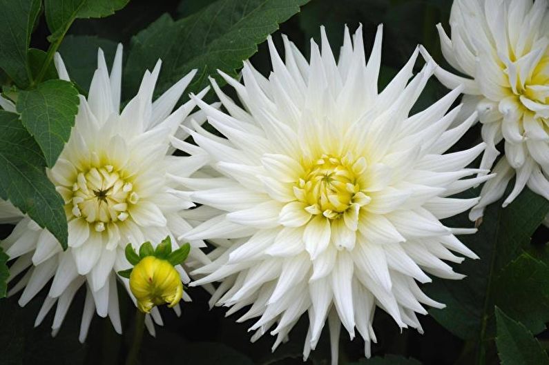 Dahlias - ภาพถ่าย