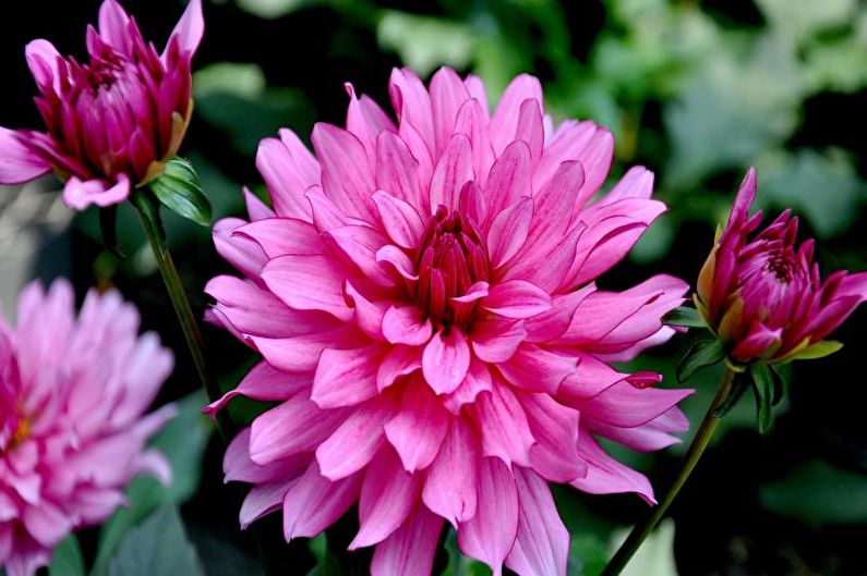 Dahlias - fotografie