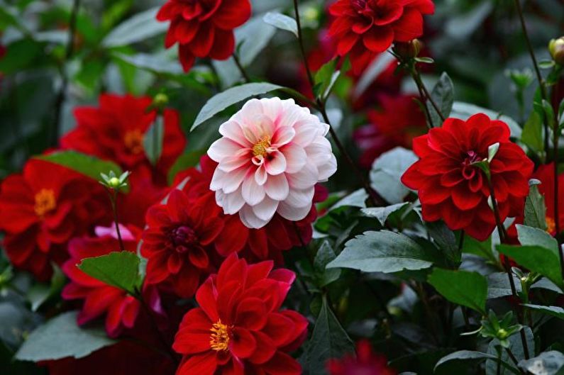 Dahlias - photo