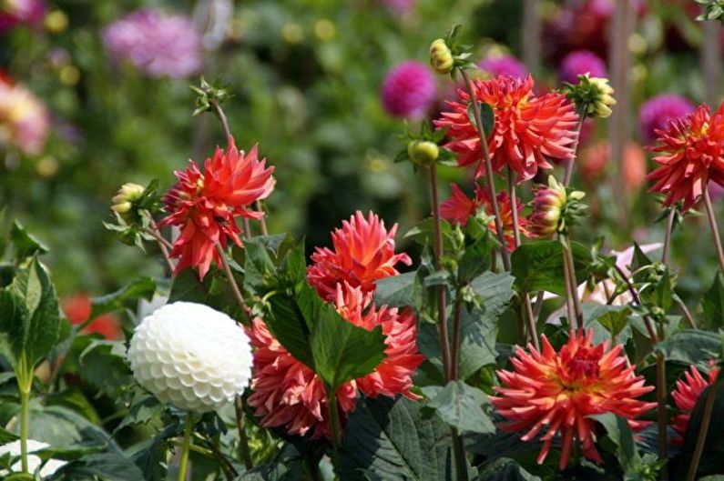 Dahlias - ภาพถ่าย