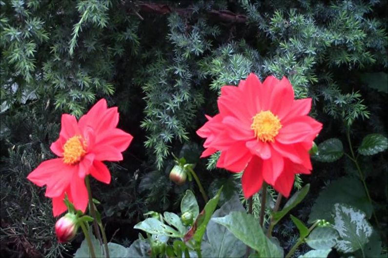 Dahlias - photo