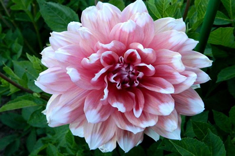 Dahlias - ภาพถ่าย