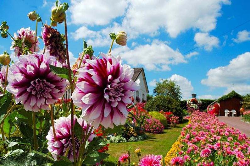 Dahlias - fotografija