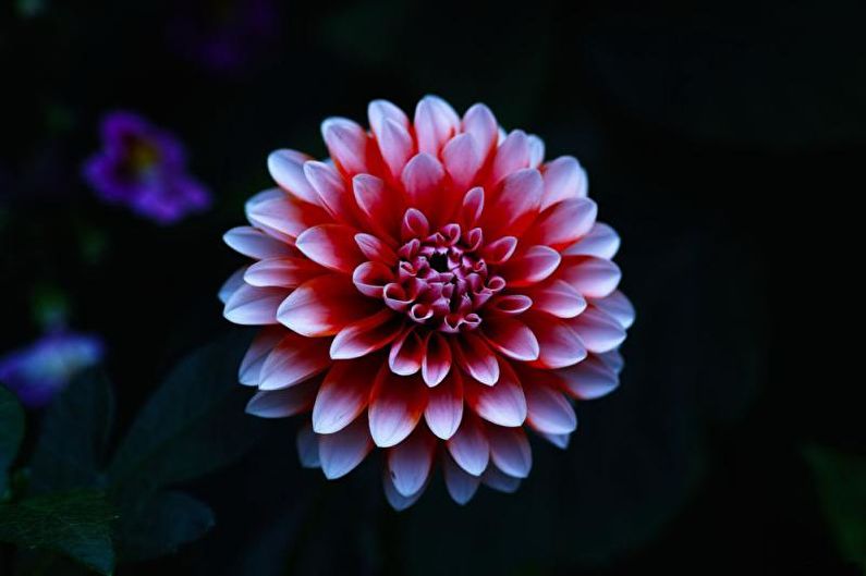 Dahlias - photo