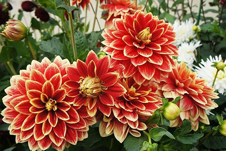 Dahlias - nuotrauka