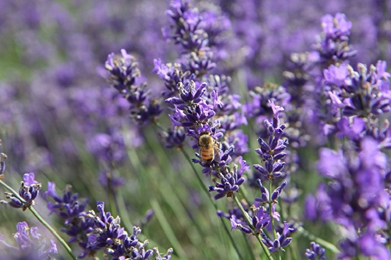 Lavanda engleză