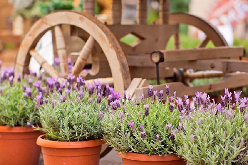 Lavanda francesa