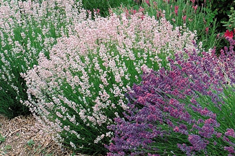 Lavanda híbrida