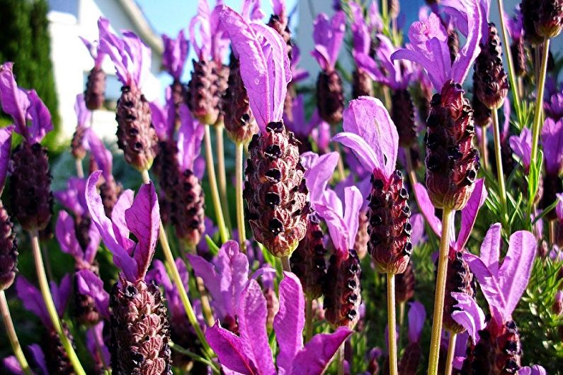 Lavanda irregular