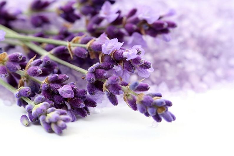 Lavender - Pag-iilaw