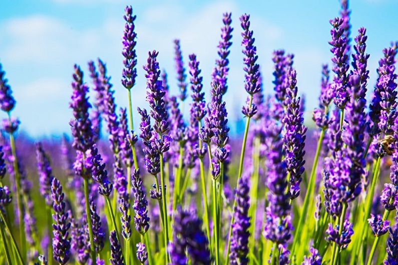 Lavanda - temperatura