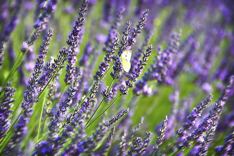 Lavanda - Humedad