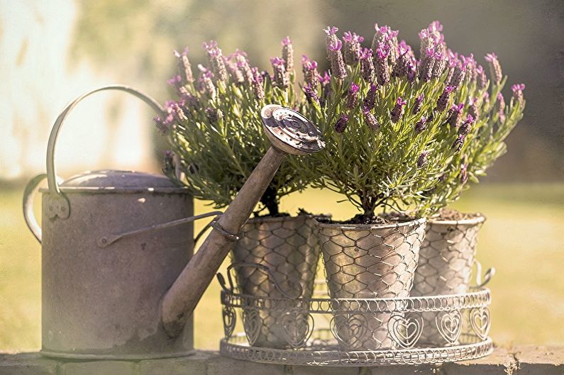 Lavanda - zalijevanje