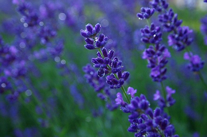 Lavanda - zalijevanje