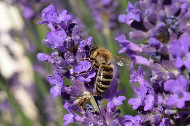 Lavanda - Fertilizantes e adubação