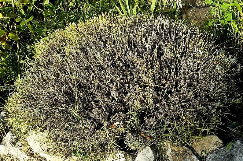 Lavanda - bolesti i štetočine