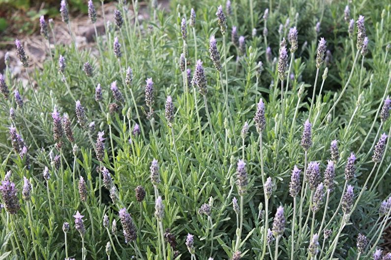 Lavanda - slimības un kaitēkļi