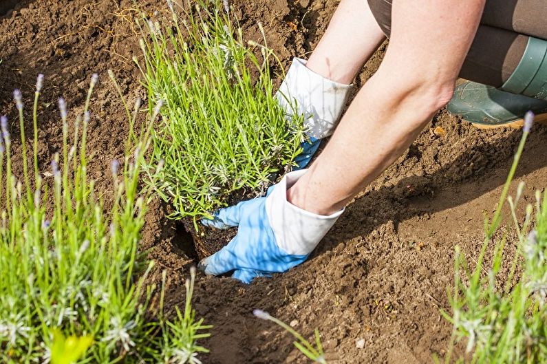 Comment transplanter de la lavande