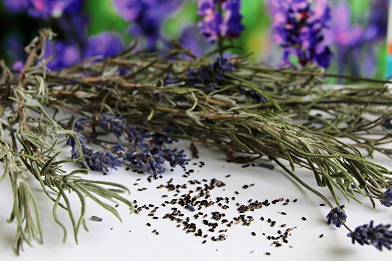 Propagação de sementes de lavanda