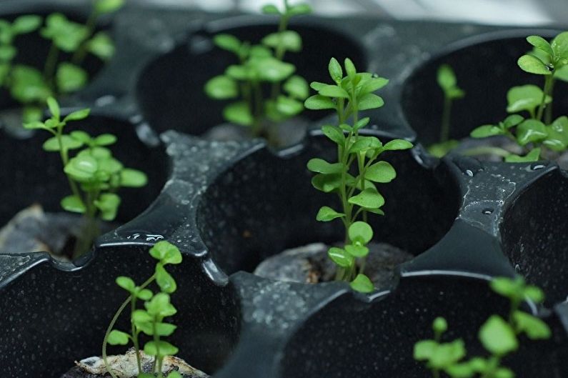 Propagación de semillas de lavanda