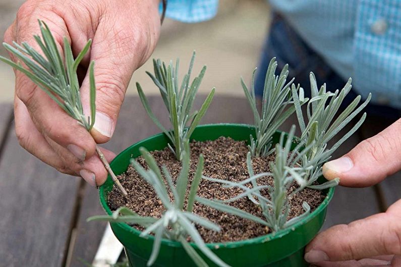 Propagação de lavanda por estacas