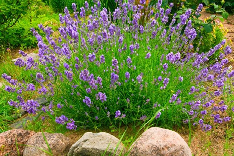 Propagação de lavanda por camadas