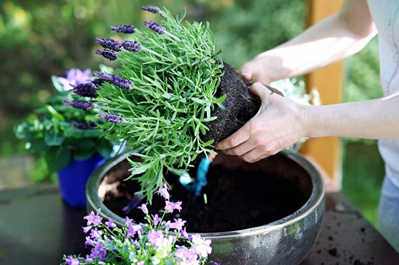 Ang pagpaparami ng lavender sa pamamagitan ng paghahati